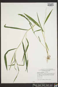 Leersia virginica image