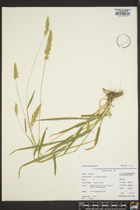 Anthoxanthum odoratum image