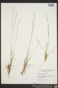 Aristida longespica image