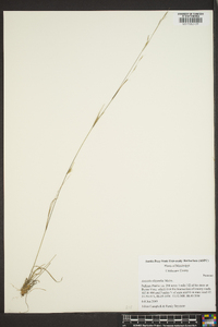 Aristida oligantha image