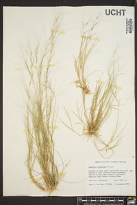 Aristida oligantha image