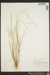 Aristida oligantha image