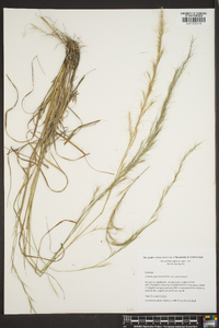 Aristida purpurascens image