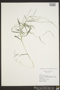 Muhlenbergia schreberi image