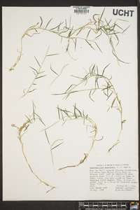 Muhlenbergia schreberi image