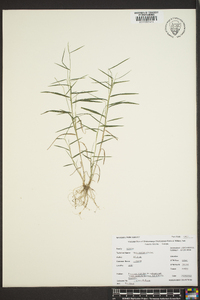 Muhlenbergia schreberi image