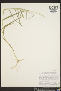 Muhlenbergia sobolifera image