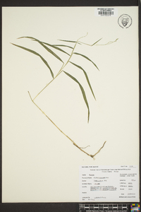 Muhlenbergia sobolifera image