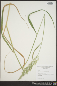 Calamagrostis cinnoides image