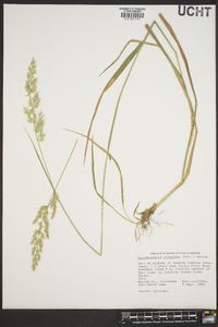 Calamagrostis cinnoides image