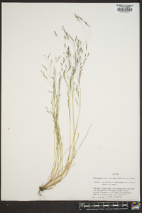 Deschampsia danthonioides image