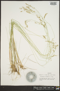 Deschampsia flexuosa image