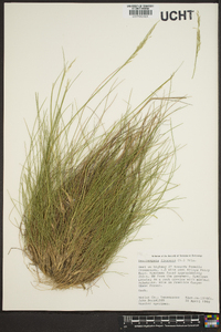 Deschampsia flexuosa image