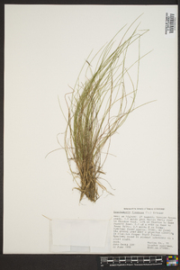 Deschampsia flexuosa image