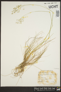 Deschampsia flexuosa image