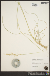 Danthonia sericea image