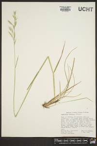 Danthonia sericea image