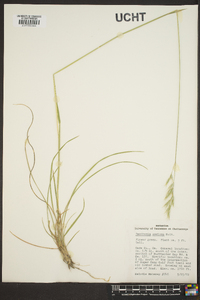 Danthonia sericea image