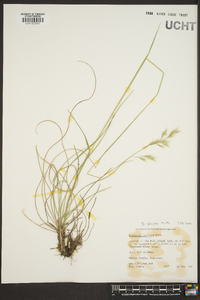 Danthonia sericea image