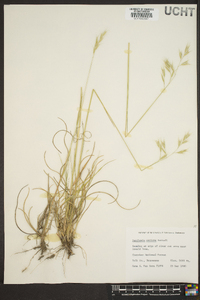 Danthonia sericea image