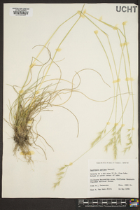 Danthonia sericea image