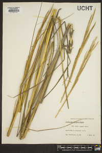 Spartina alterniflora image