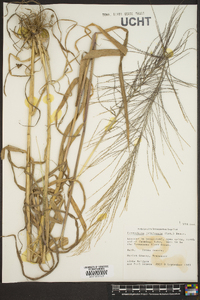 Leptochloa panicea subsp. brachiata image