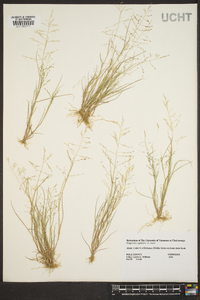 Eragrostis capillaris image