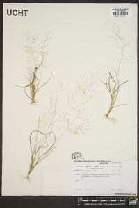 Eragrostis capillaris image