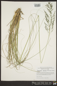 Eragrostis curvula image