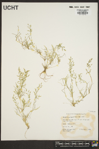 Eragrostis hypnoides image