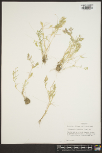 Eragrostis hypnoides image