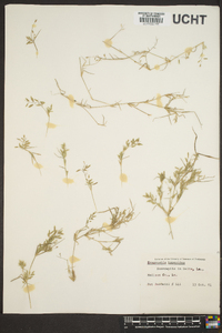 Eragrostis hypnoides image