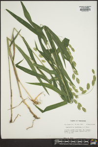 Chasmanthium latifolium image