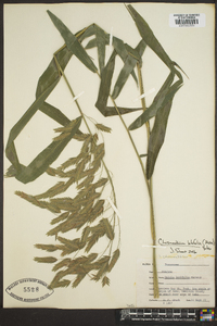 Chasmanthium latifolium image