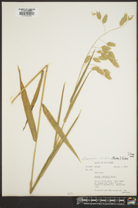 Chasmanthium latifolium image