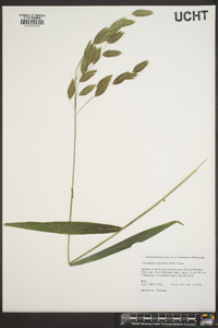 Chasmanthium latifolium image