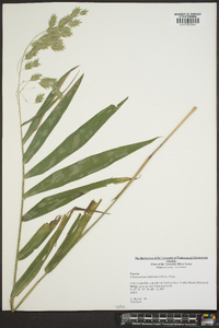 Chasmanthium latifolium image