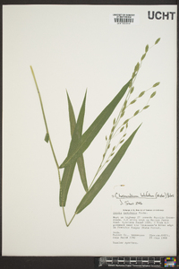 Chasmanthium latifolium image