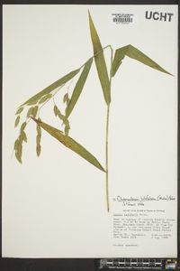 Chasmanthium latifolium image