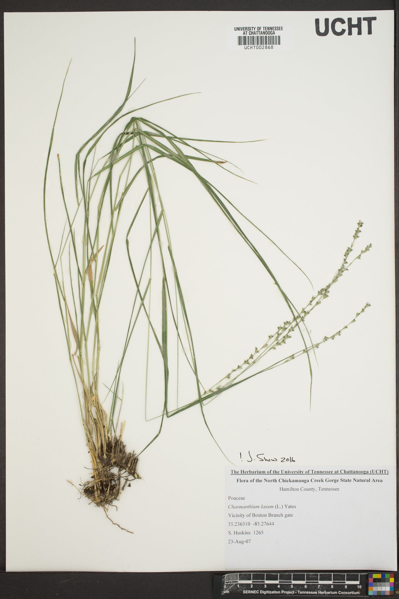Chasmanthium laxum image
