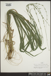 Chasmanthium sessiliflorum image