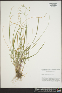 Poa autumnalis image