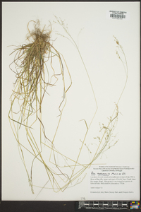 Poa autumnalis image