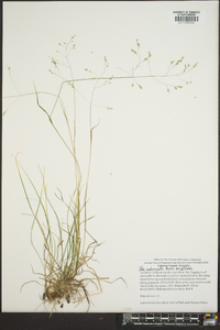 Poa autumnalis image