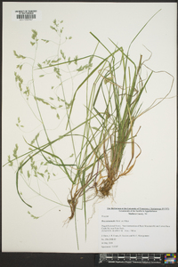 Poa autumnalis image