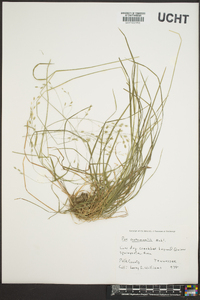 Poa autumnalis image