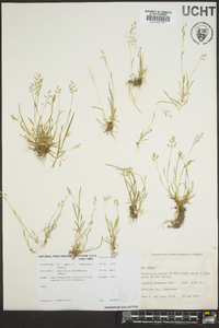 Poa autumnalis image