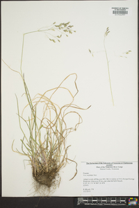 Poa cuspidata image