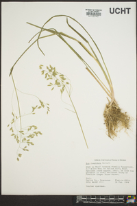 Poa cuspidata image